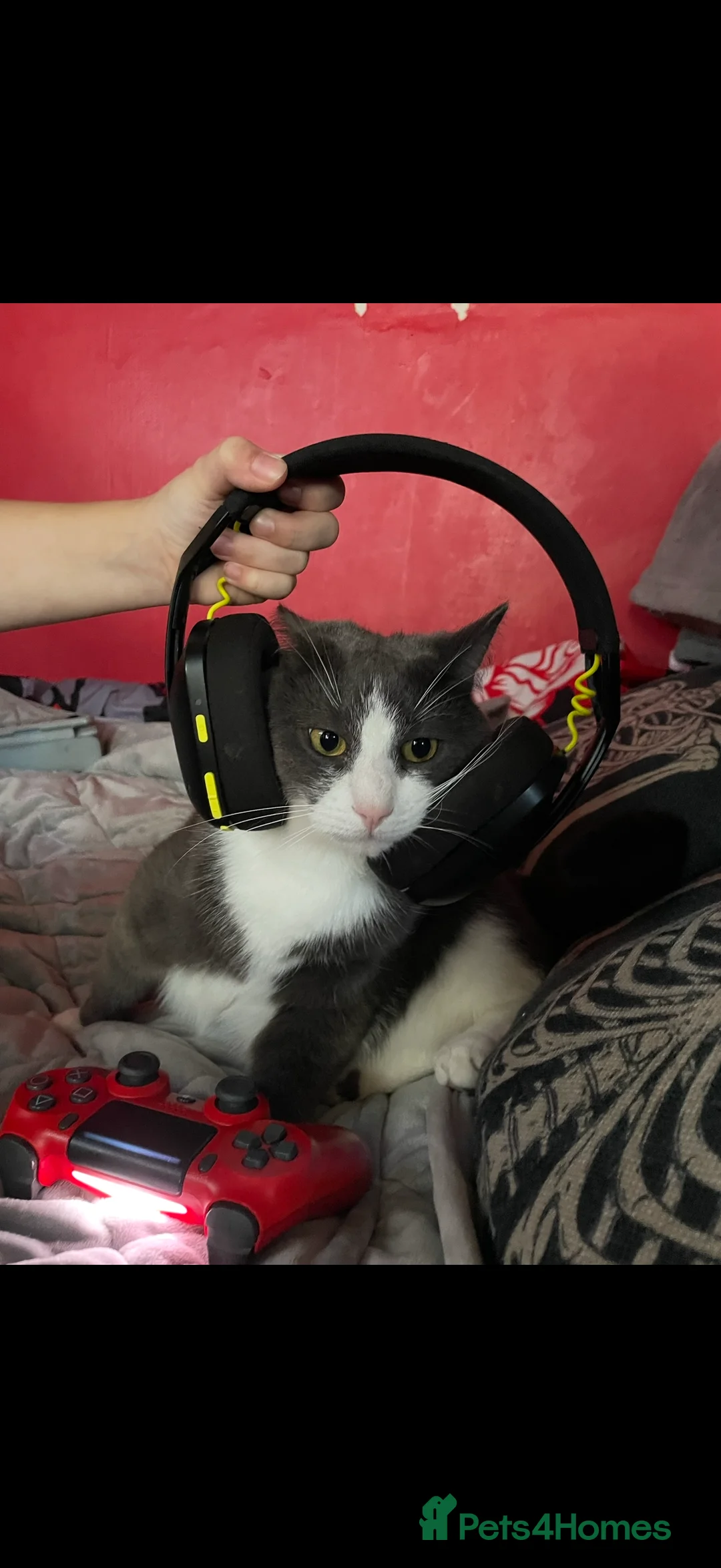 Mixed Breed cats for sale: Two male house trained brothers - Advert 5