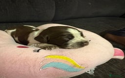 Cockerdor dogs for sale: Cockerdors  - Advert 6