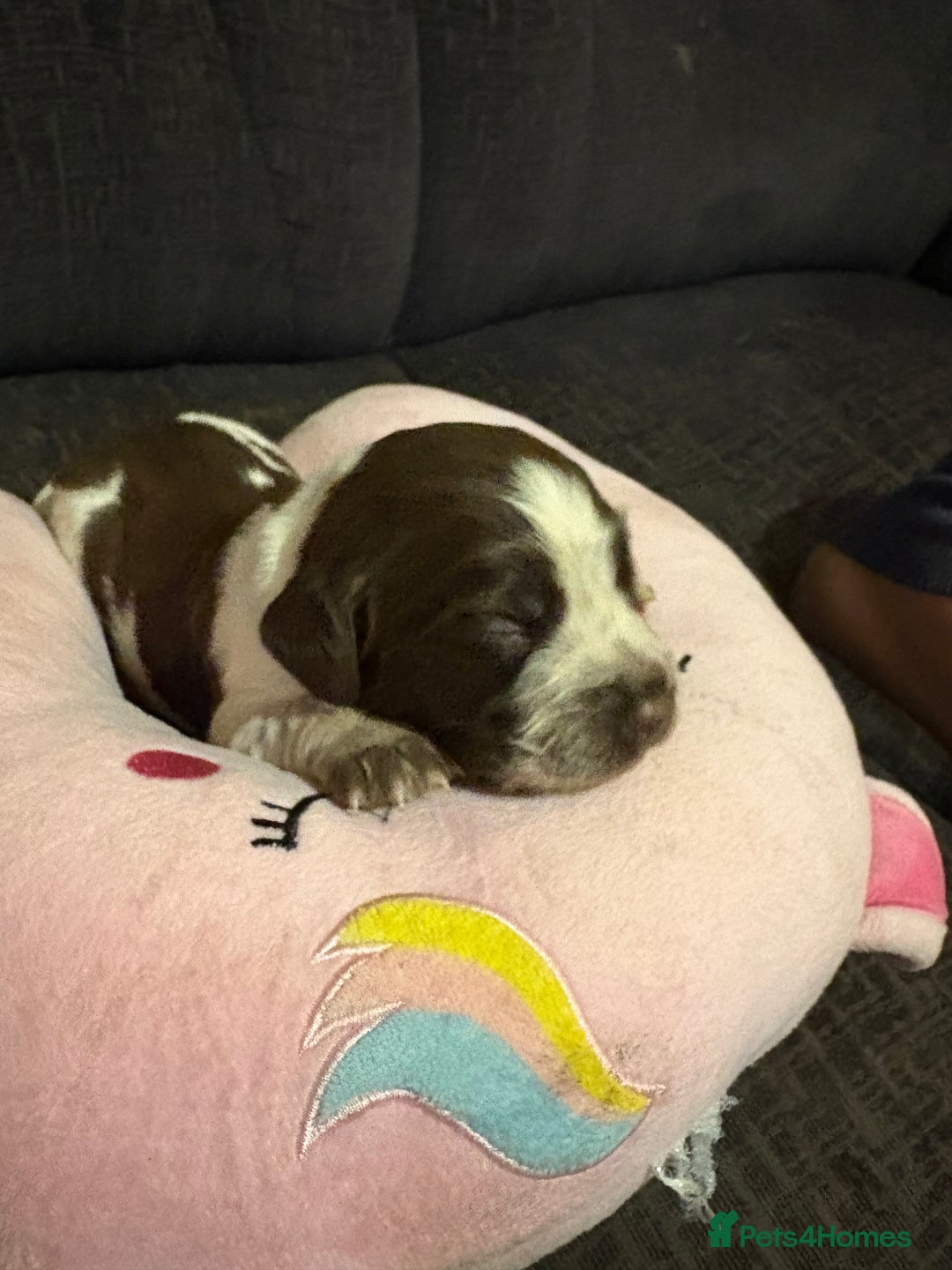 Cockerdor dogs for sale: Cockerdors  - Advert 6