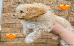 Cavapoo dogs for sale: 💖 Top Quality F1B Cavapoo Puppies DNA TESTED 💖 - Image 6