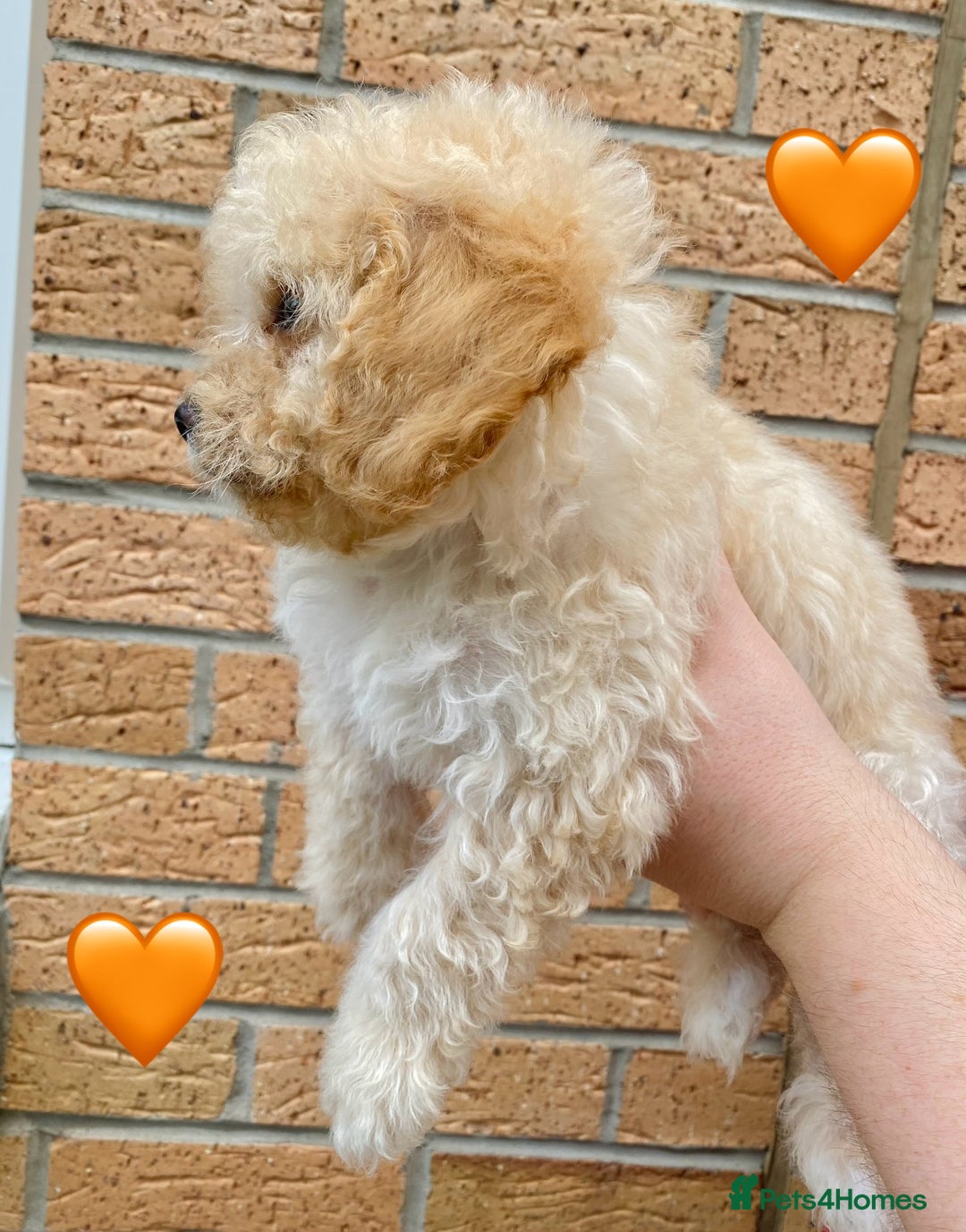 Cavapoo dogs for sale: 💖 Top Quality F1B Cavapoo Puppies DNA TESTED 💖 - Image 6