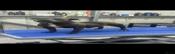 Staffordshire Bull Terrier dogs for sale: Staffordshire pups ready now  - Advert 8