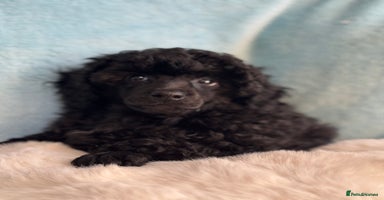 Toy Poodle dogs - Advert 15