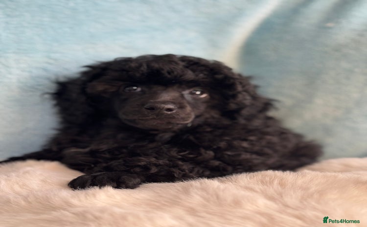 Toy Poodle dogs - Advert 1