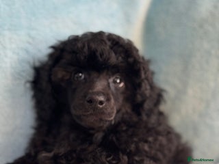 Toy Poodle dogs - Advert 6