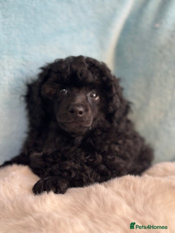 Toy Poodle dogs - Advert 1