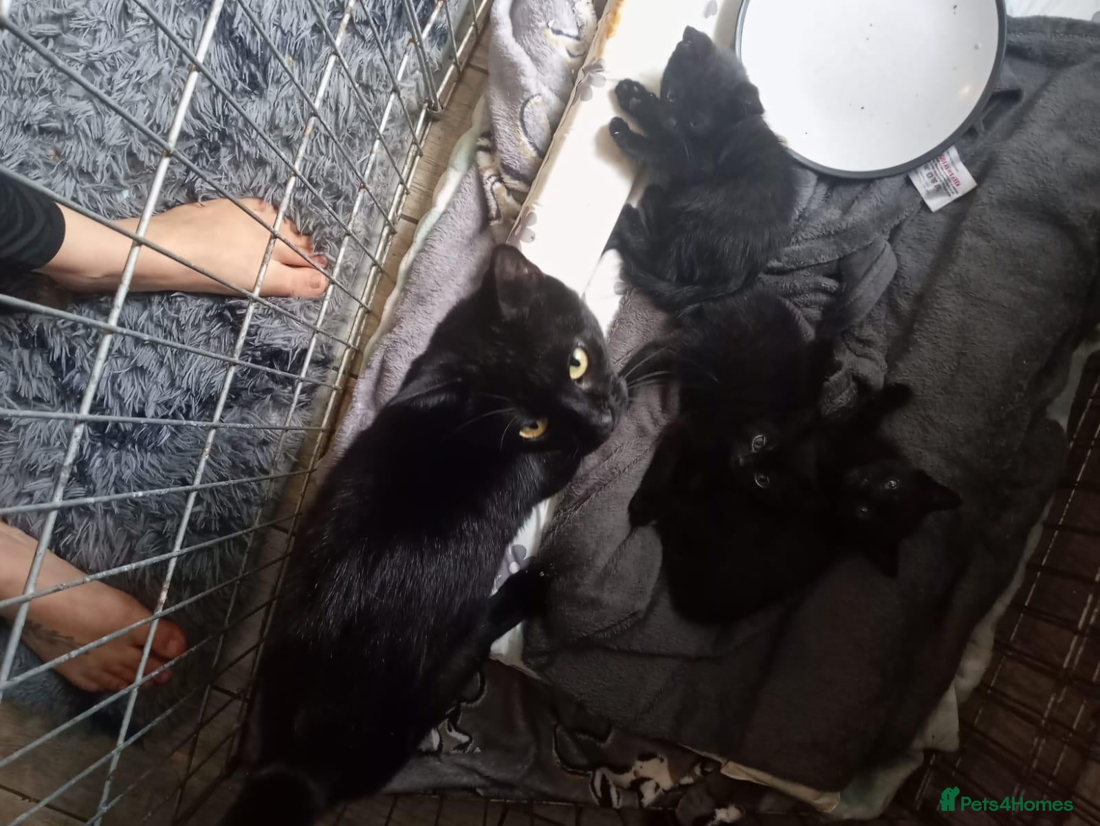 Mixed Breed cats 4 blacj kittens rrady to go - Advert 1