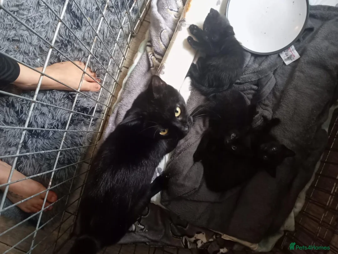 Mixed Breed cats for sale: 4 blacj kittens rrady to go - Advert 1