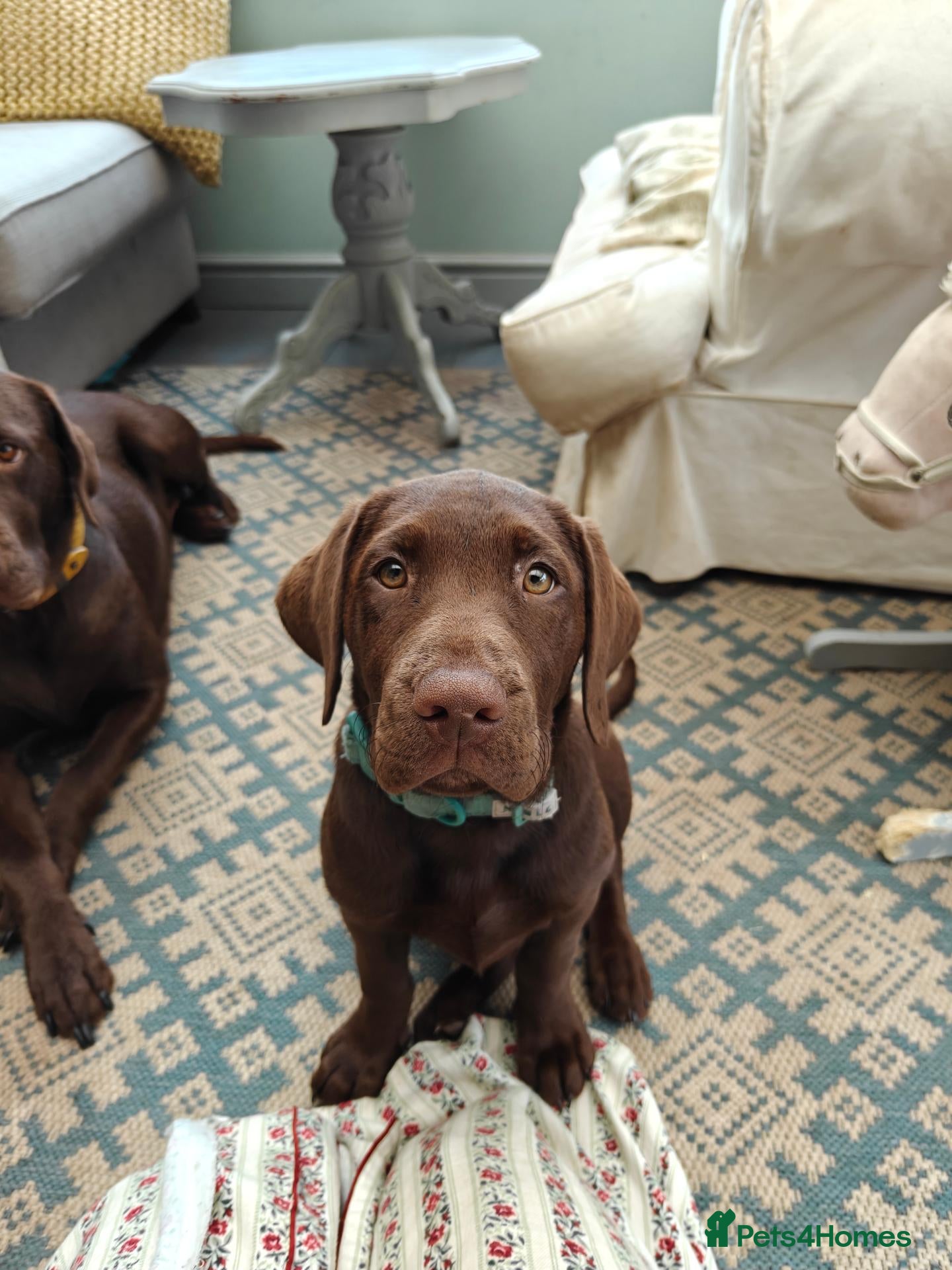 Labrador Retriever dogs  Gorgeous Female Pedigree Choccy Lab - 1 left! - Advert 2