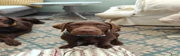 Labrador Retriever dogs for sale:  Gorgeous Female Pedigree Choccy Lab - 1 left! - Advert 1