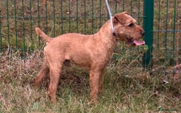 Lakeland Terrier dogs for sale: Quality Lakeland terrier looking for new home  - Image 3