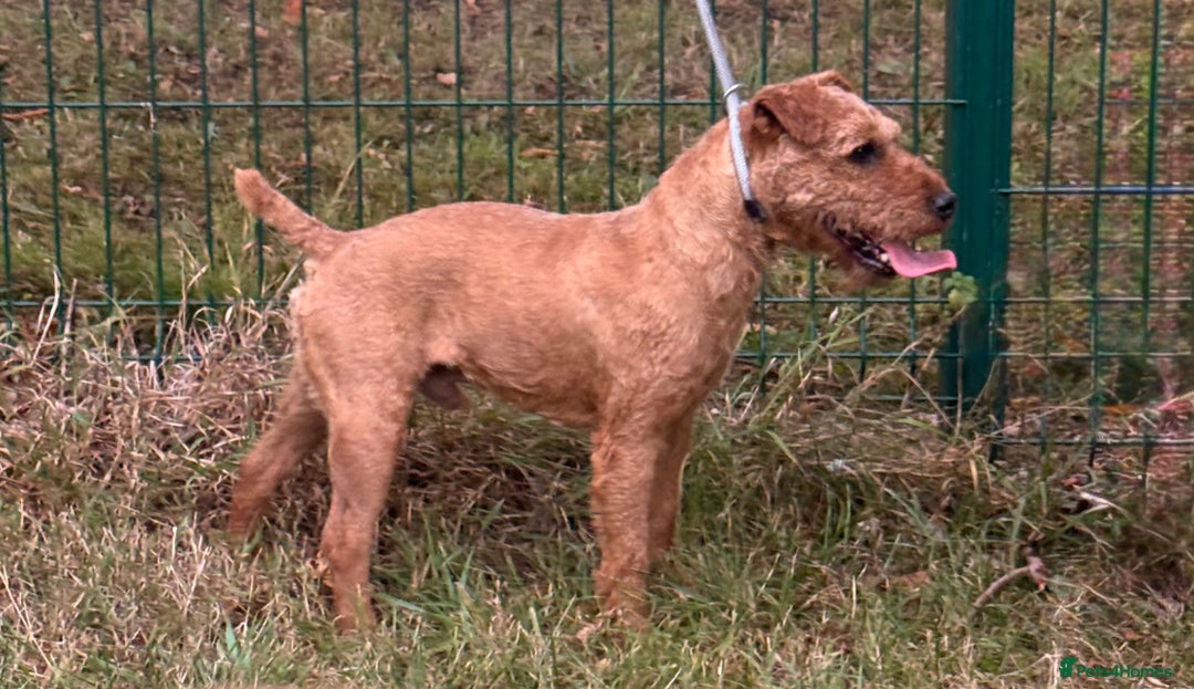 Lakeland Terrier dogs for sale: Quality Lakeland terrier looking for new home  - Image 3