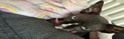Sphynx cats for sale: Sad rehoming of our Sphynx cat  in Fareham - Advert 5