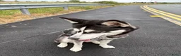 Siberian Husky dogs for sale: Beautiful & Friendly Siberian Husky - Advert 5