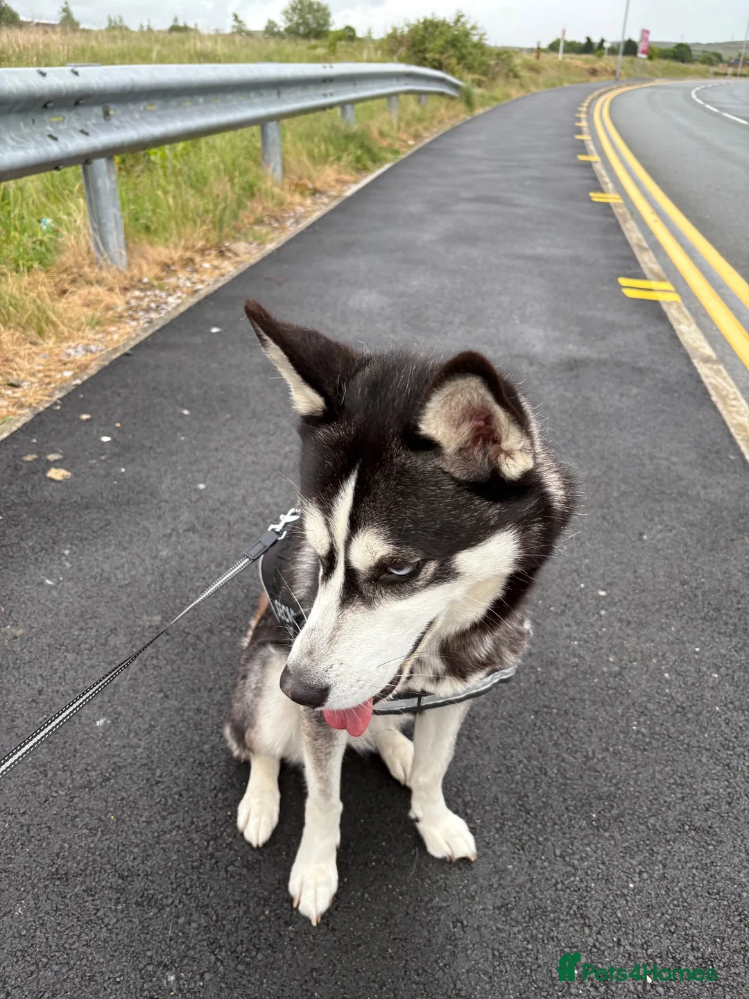 Siberian Husky dogs for sale: Beautiful & Friendly Siberian Husky - Advert 5