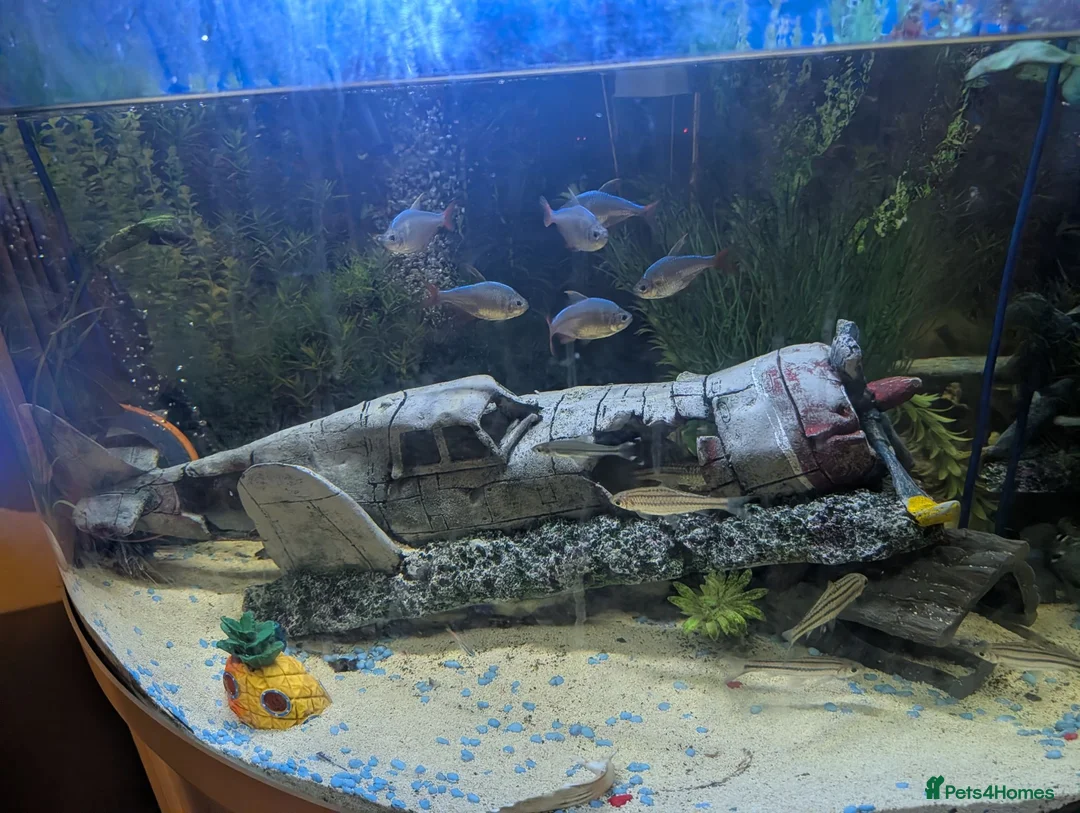 Tetras fish for sale: FISH TANK FISH AND SETUP  in Halesowen - Advert 2