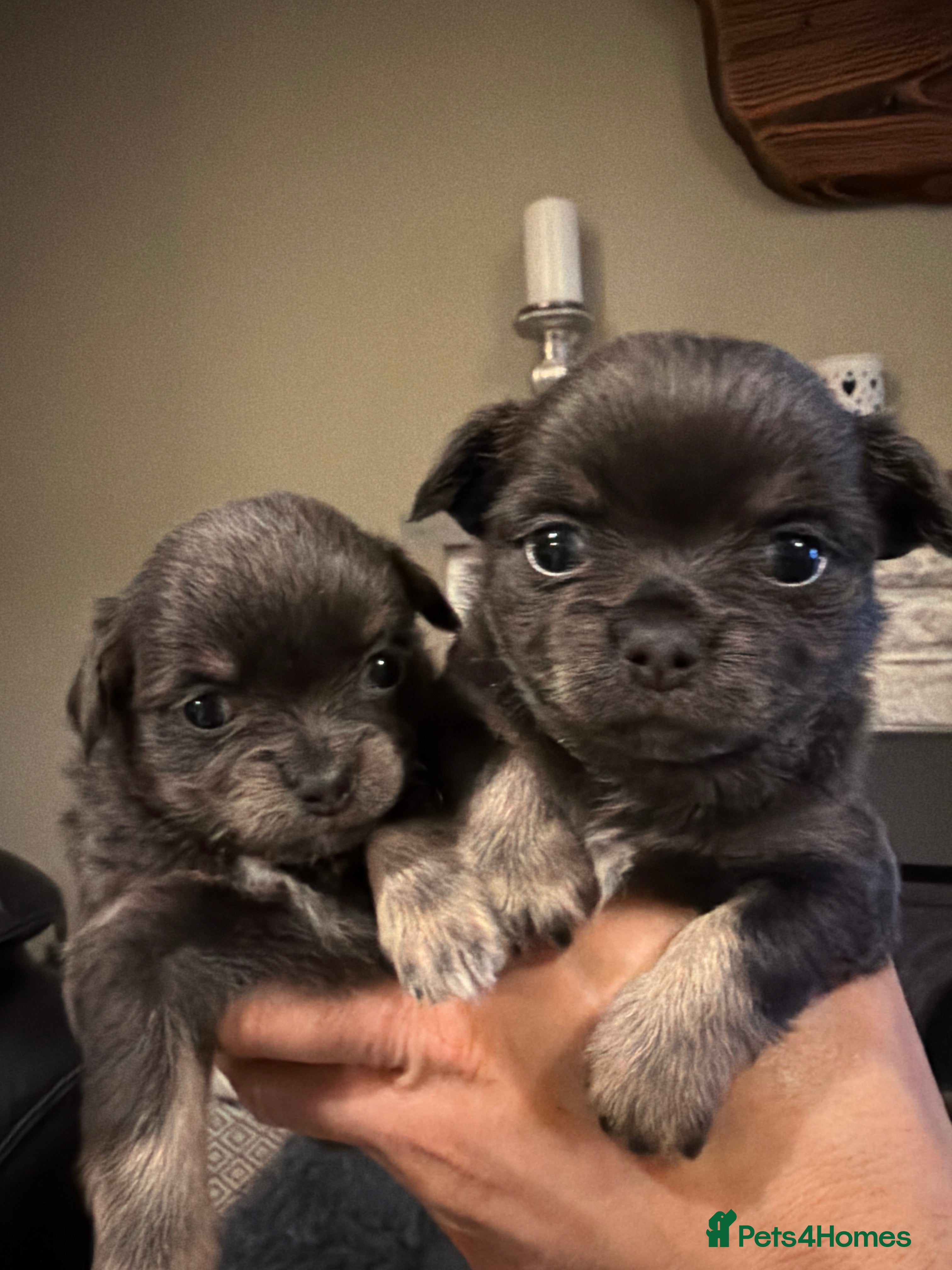 Chihuahua dogs Beautiful chihuahua puppies in Leatherhead - Advert 1