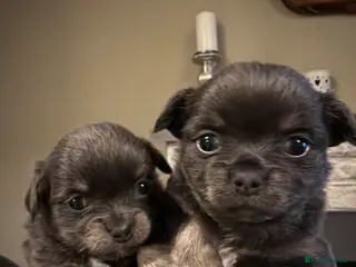 Chihuahua dogs Beautiful chihuahua puppies in Leatherhead - Advert 1