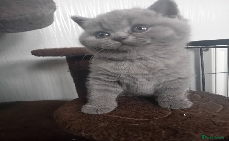 British Shorthair cats - Advert 6