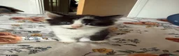 British Shorthair cats for sale: 2 different litters  - Advert 6