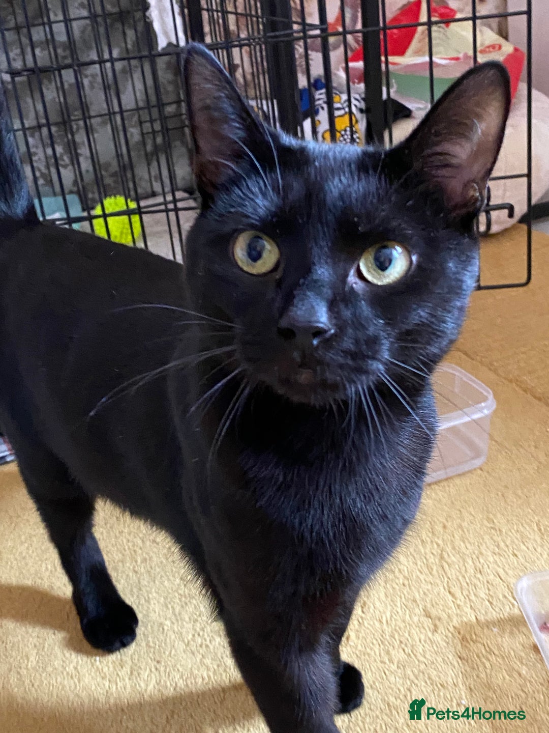 Domestic Shorthair cats for sale: “Adorable Kitten Looking for a Loving Home” - Image 2