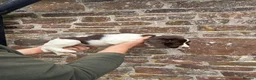 English Springer Spaniel dogs for sale: Two springer spaniel pups  in Okehampton - Advert 6