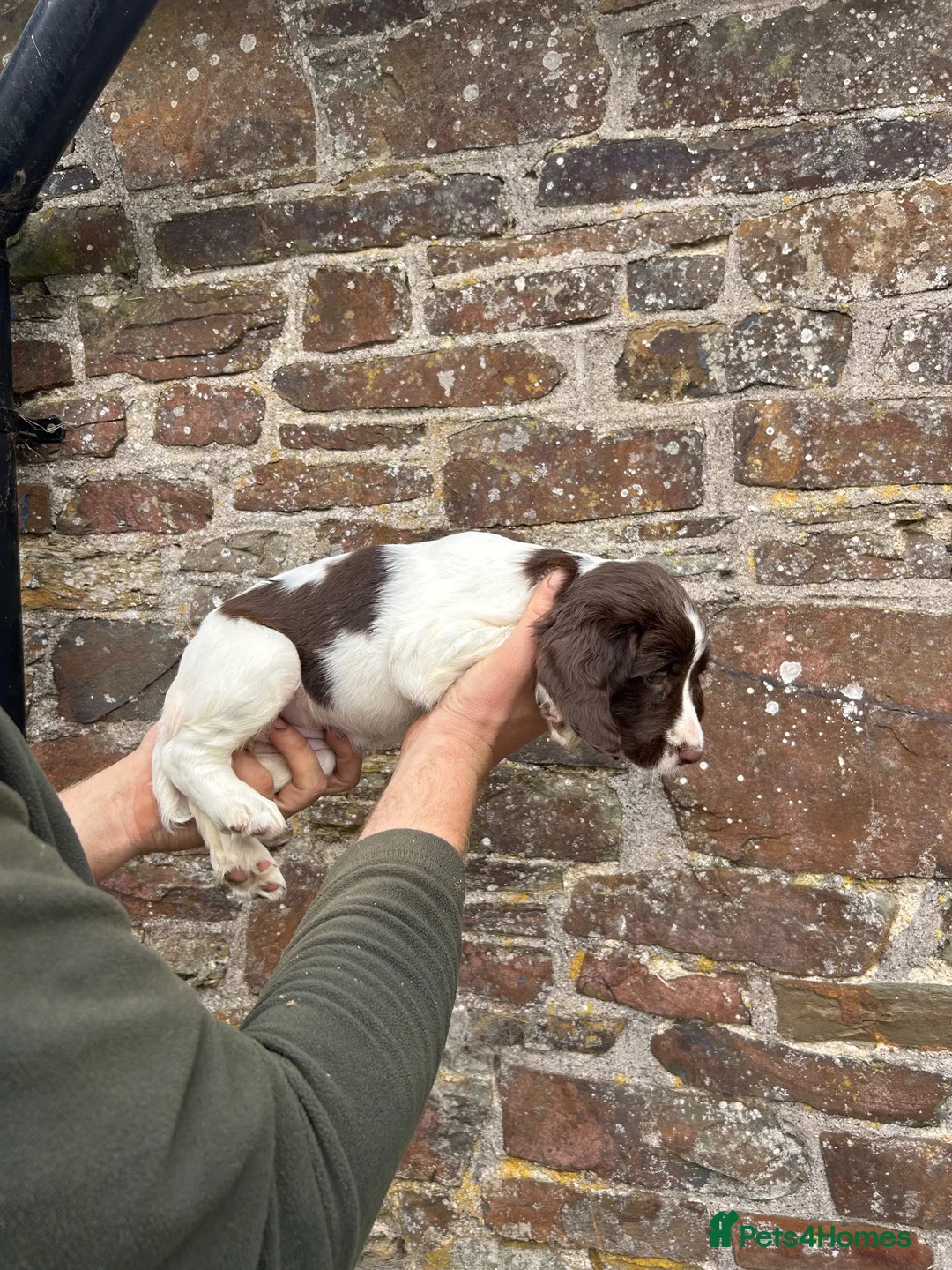 English Springer Spaniel dogs for sale: Two springer spaniel pups  in Okehampton - Advert 6