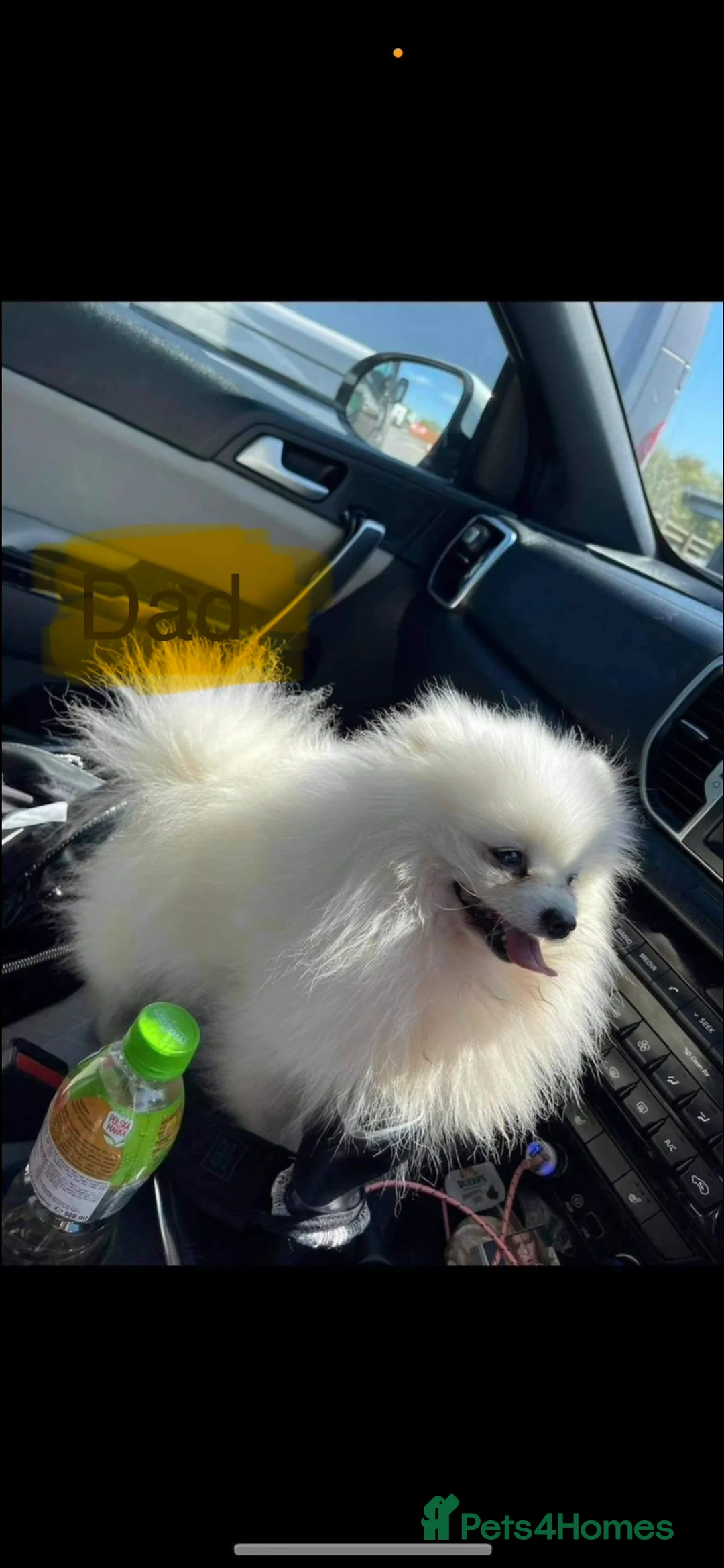 Pomeranian dogs for sale: Stunning little Pomeranian KC white Boy - Advert 10