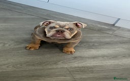 Mixed Breed dogs for sale: English bulldog  - Image 3