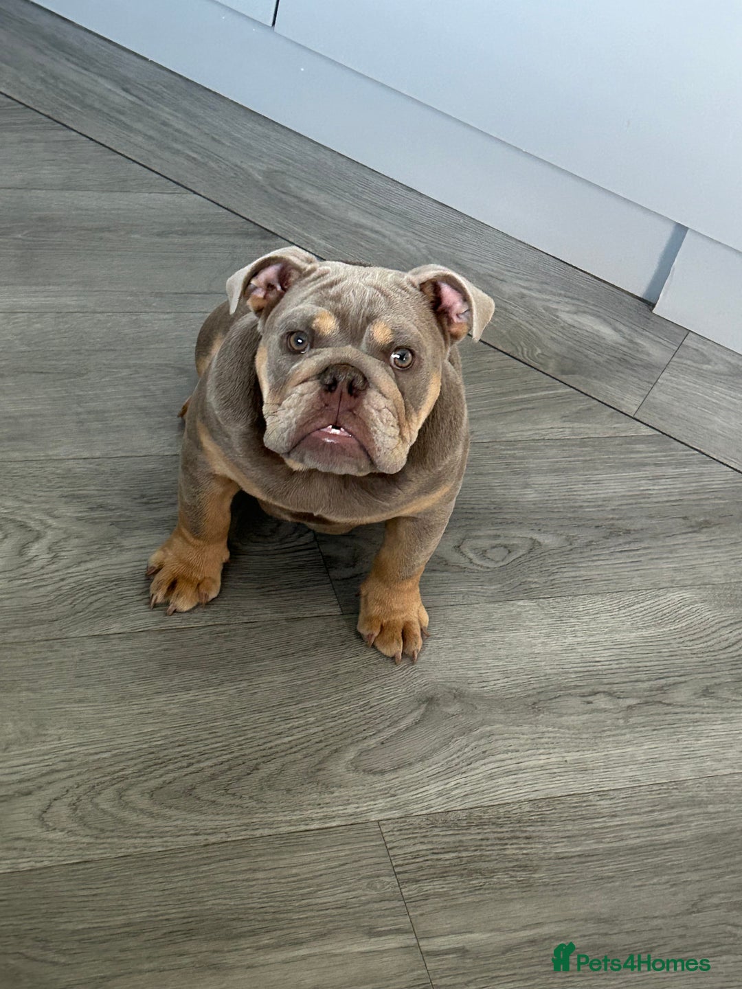 Mixed Breed dogs for sale: English bulldog  - Image 3