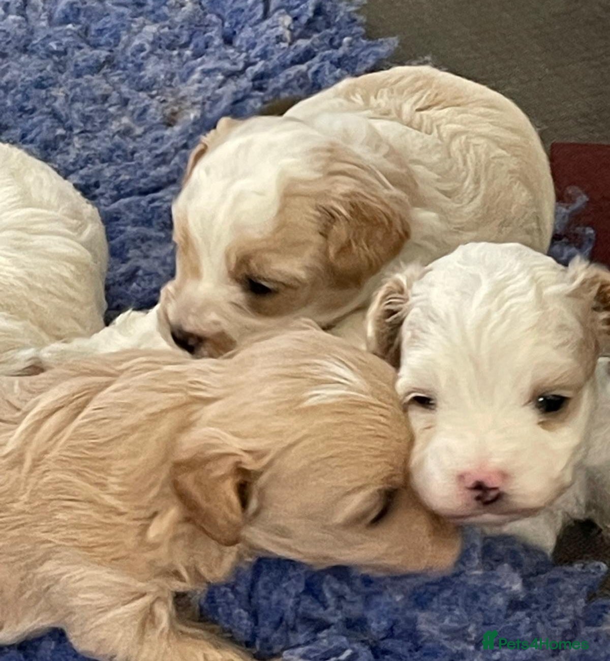 Maltipoo dogs Small Maltipoo puppies fully Dna health tested mum - Advert 8