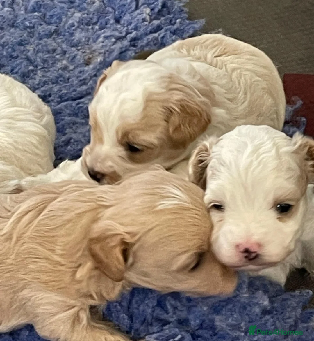 Maltipoo dogs for sale: Korean Toy Maltipoo puppies Dna health tested mum - Advert 2