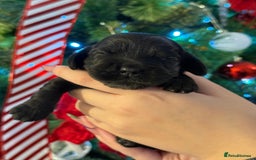 Cocker Spaniel dogs for sale: Show type cocker spaniels puppies - Advert 6