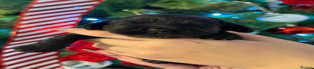 Cocker Spaniel Puppy 5