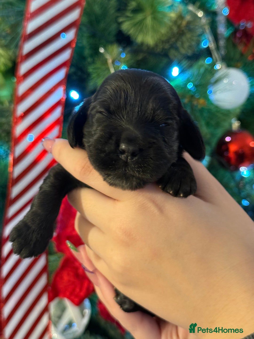 Cocker Spaniel dogs for sale: Show type cocker spaniels puppies - Advert 6