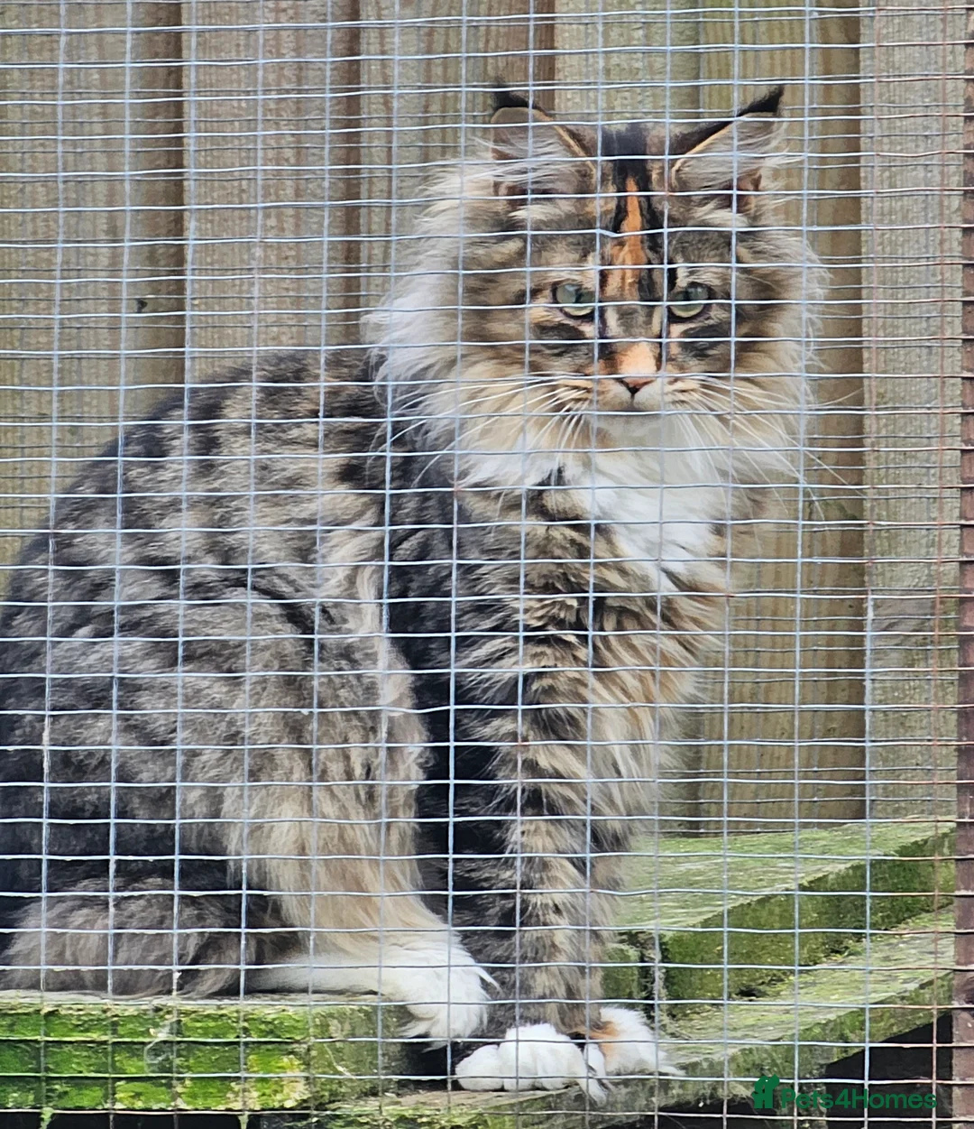 Maine Coon cats for sale: Stunning Mainecoon polydactyl  - Advert 2