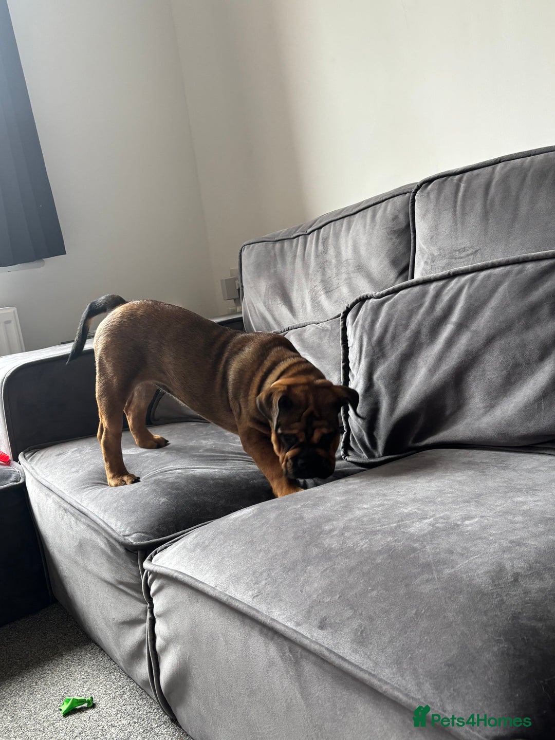 English Bulldog dogs for sale: English bulldog choc tan Merle puppy 🐶  - Image 6