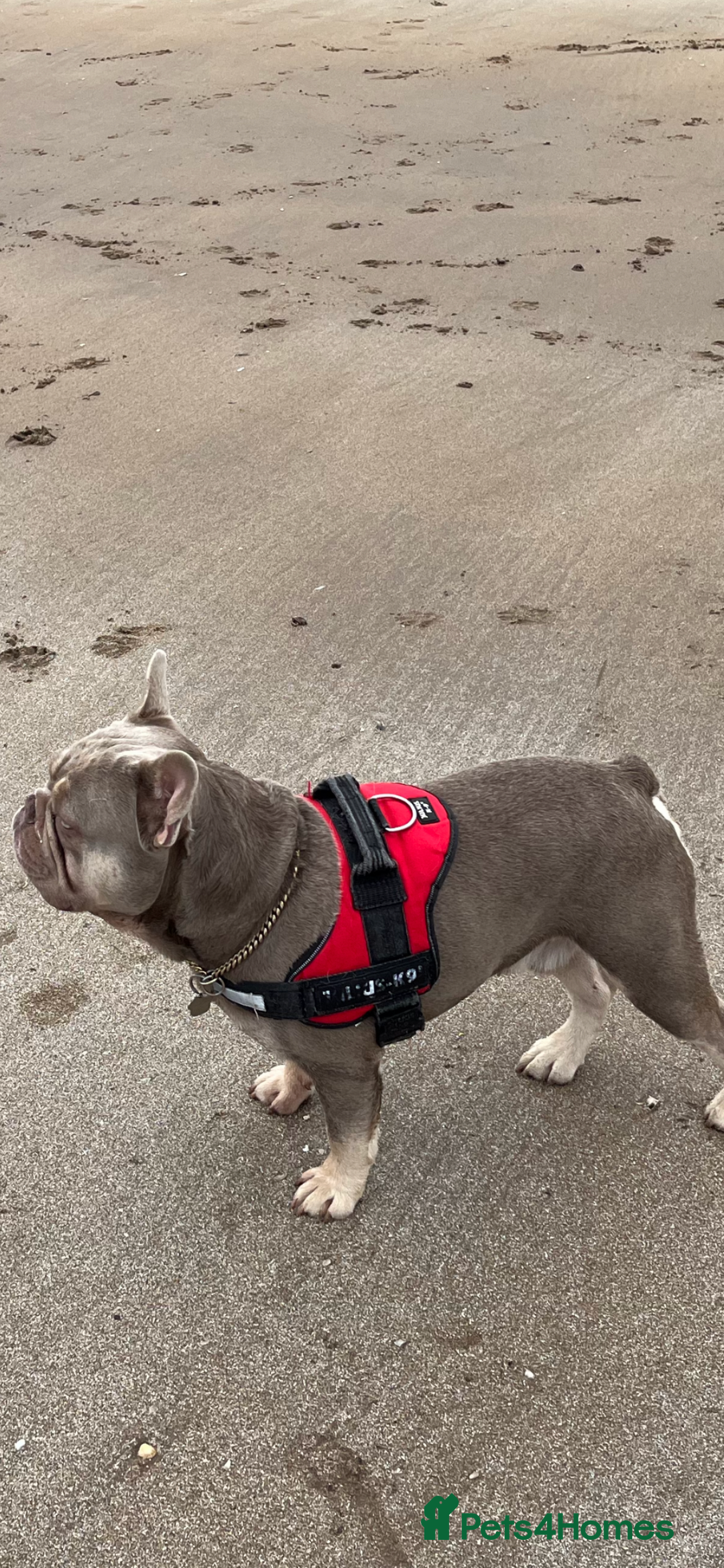 French Bulldog dogs for stud: Stunning Isabella & Tan boy fluffy L4 for Stud in Dundee - Image 5