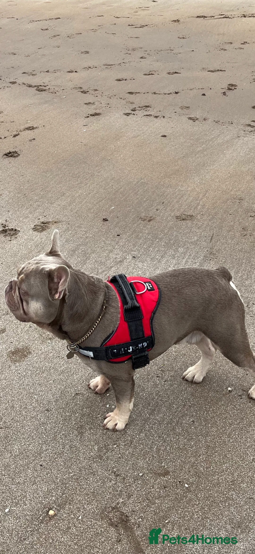 French Bulldog dogs for stud: Stunning French Bulldog For Stud in Dundee - Advert 2