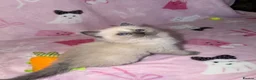 Mixed Breed cats for sale: Ragdoll cross gorgeous kittens  - Advert 13