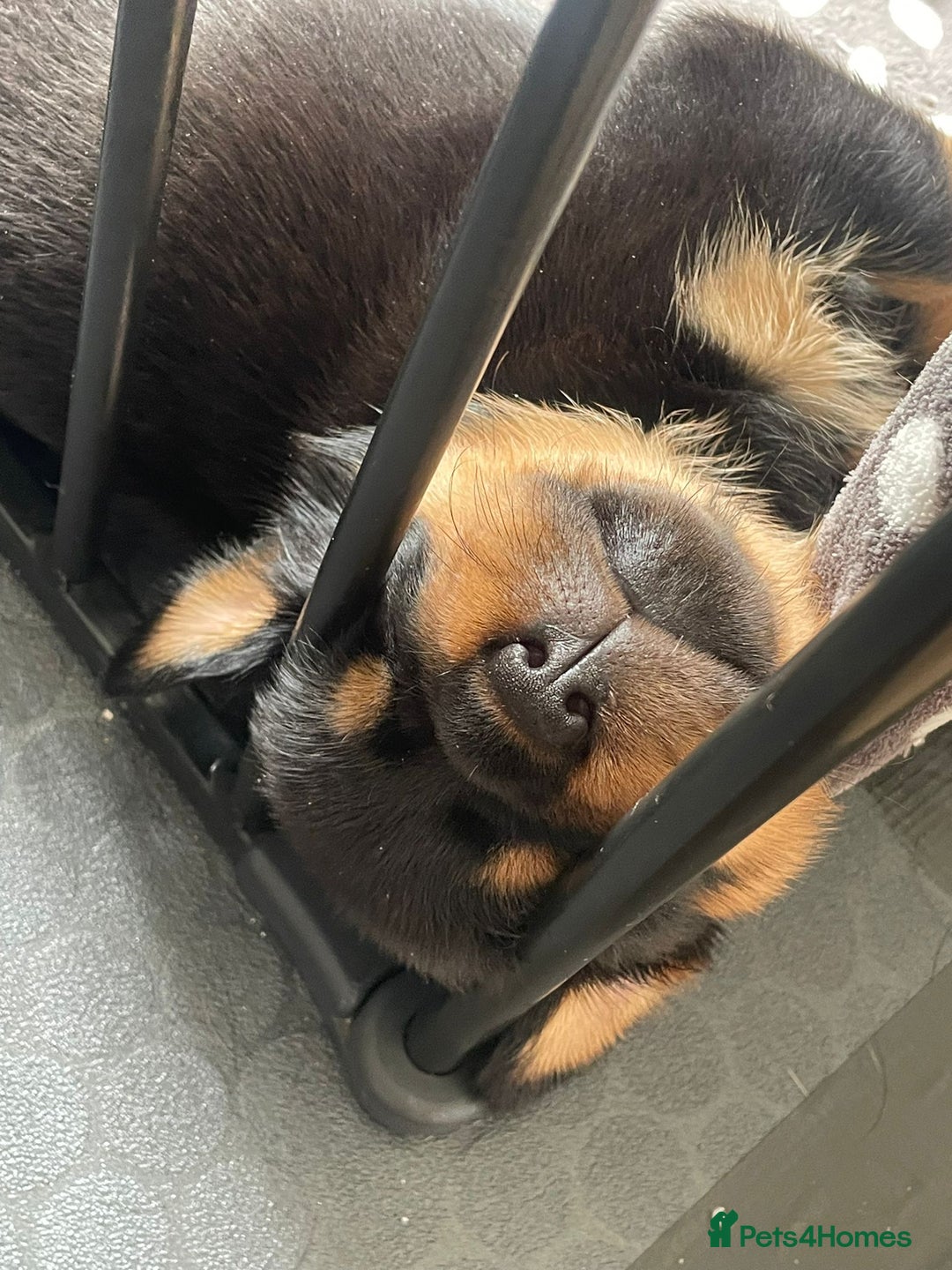 Rottweiler dogs for sale: Rottweiler Puppies – 3 Beautiful Girls Ready now! - Image 4
