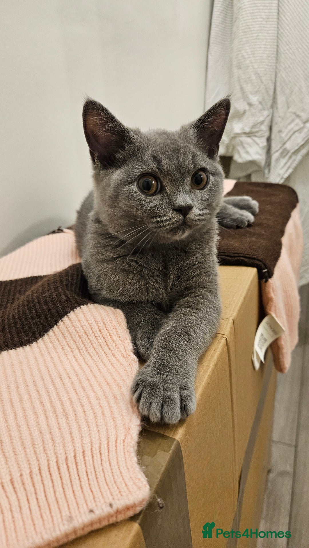 British Shorthair cats for sale: British Shorthair Male Kitten🩶🐱 - Advert 2