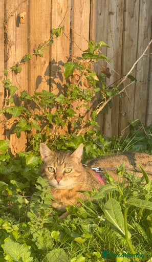 Gallery Image {{count}}