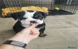 Olde English Bulldogge dogs for stud: Olde English Bulldogge (Black, white and brindle) - Image 24