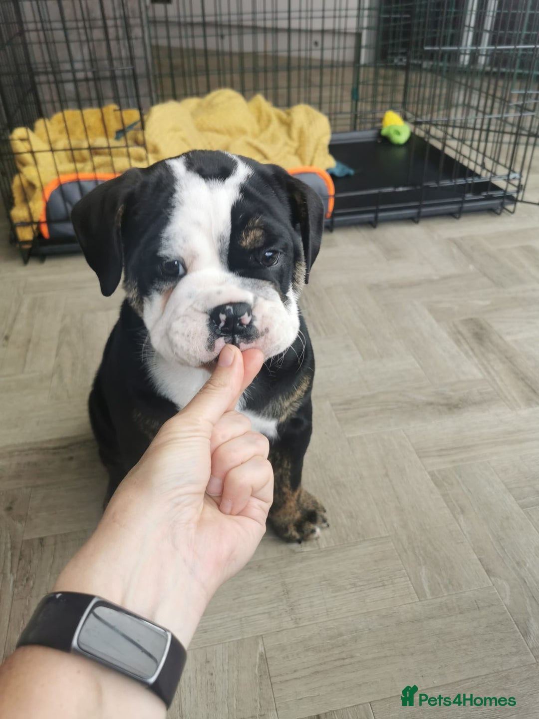 Olde English Bulldogge dogs for stud: Olde English Bulldogge (Black, white and brindle) - Image 24