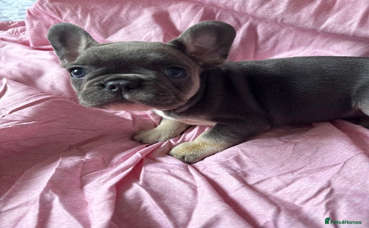 French Bulldog dogs - Advert 1