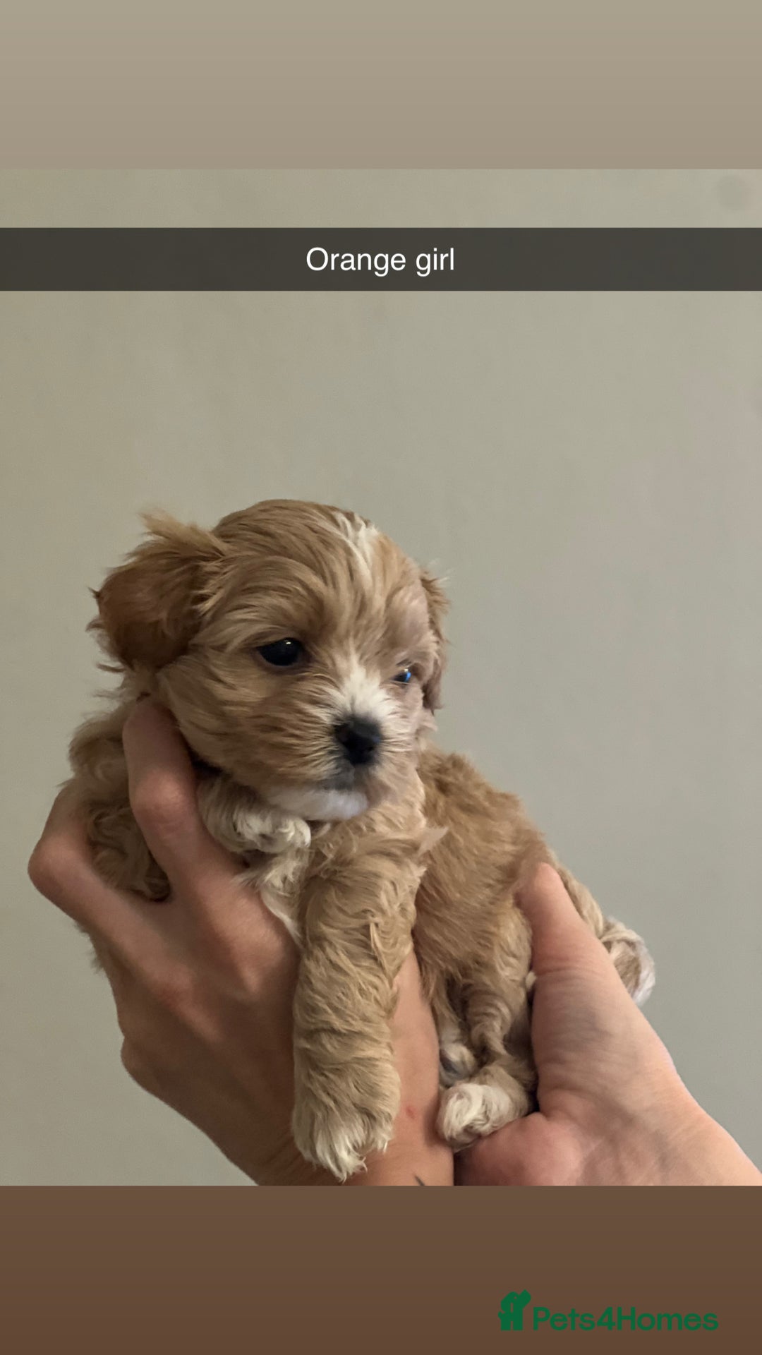 Shihpoo dogs for sale: Shihpoo puppies looking for homes - Advert 18