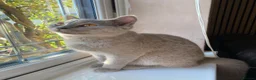 Mixed Breed cats for sale: British shorthair  - Advert 4