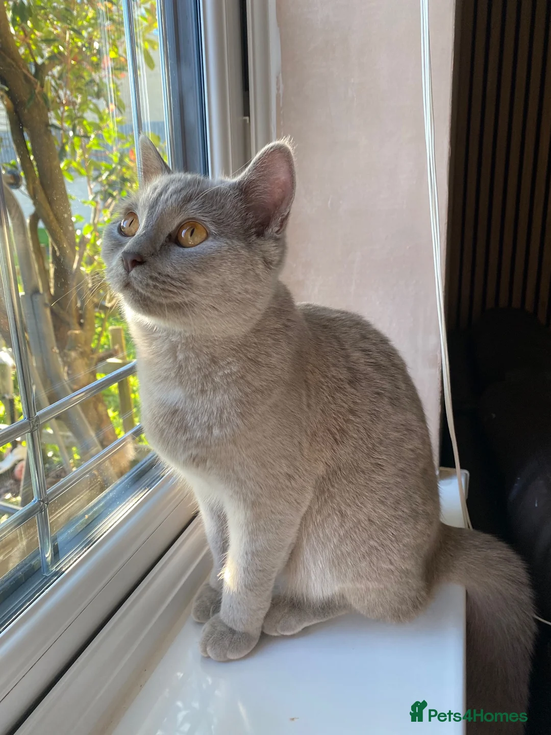 Mixed Breed cats for sale: British shorthair  - Advert 4