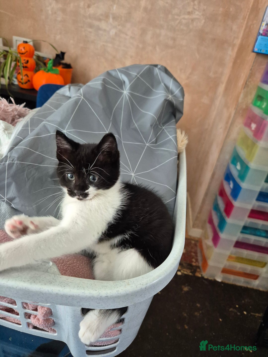 Ragdoll cats for sale: Mum is half rag doll  - Advert 4